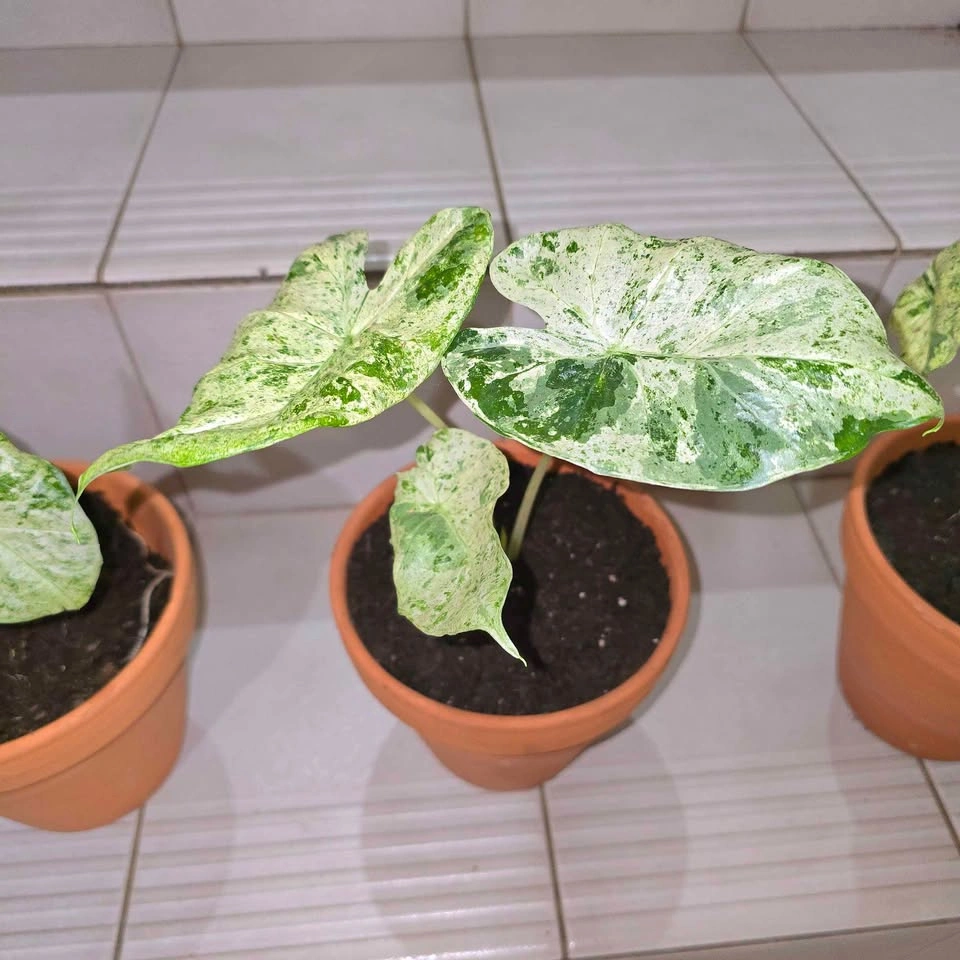 Variegated Alocasia with roots in Terracotta Pot | $9 ea. - photo 2
