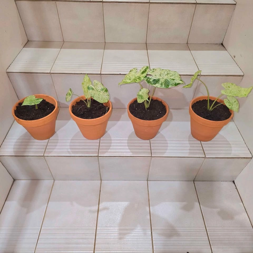 Variegated Alocasia with roots in Terracotta Pot | $9 ea. - photo 4