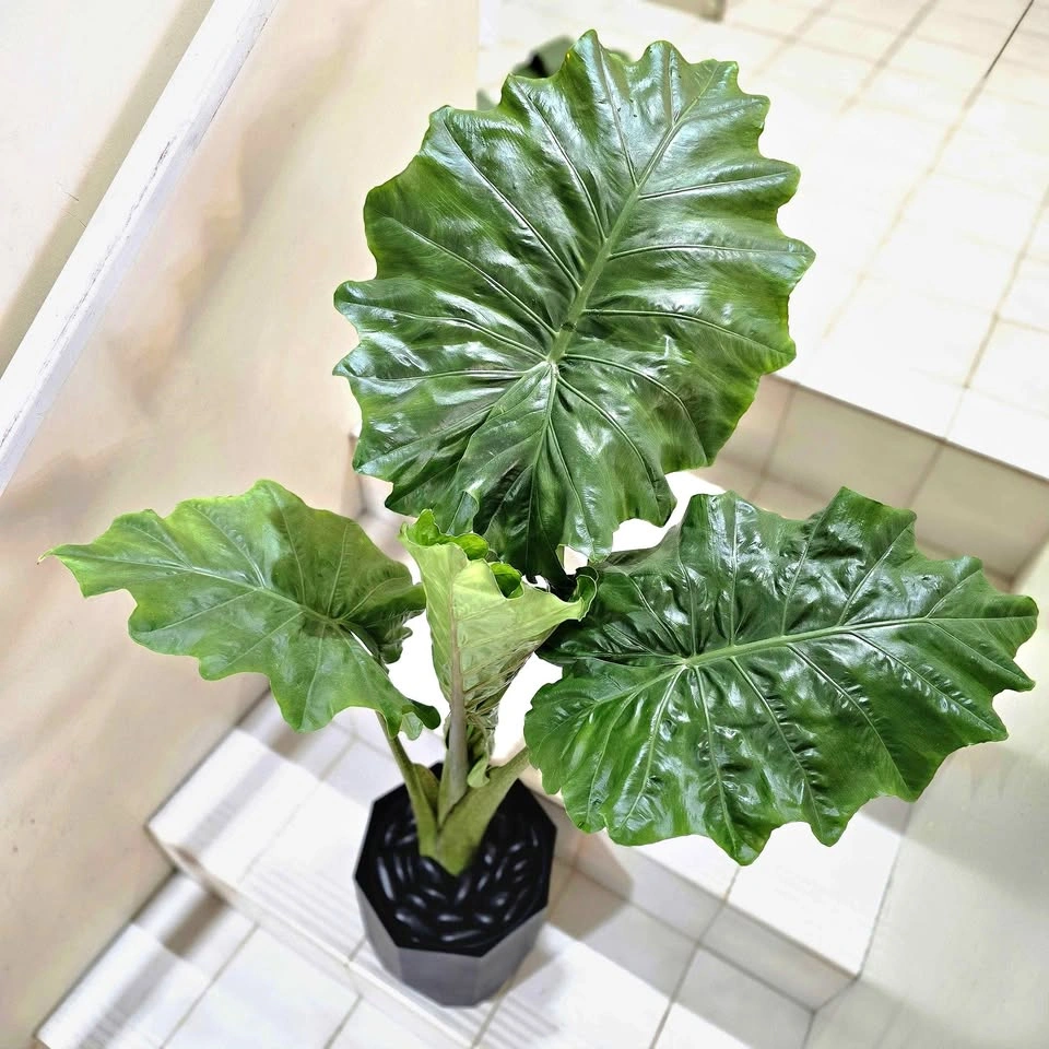 Alocasia (Elephant Ear Plant) 3ft with Planter