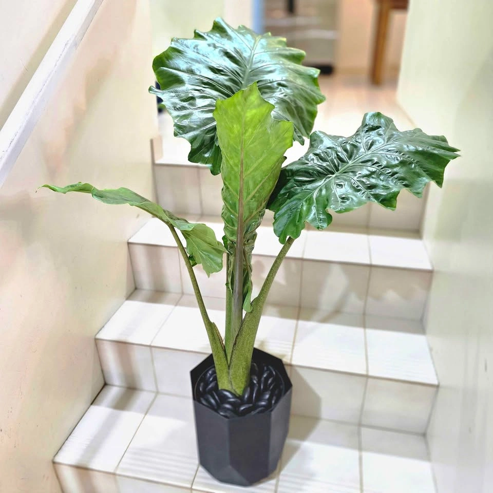 Alocasia (Elephant Ear Plant) 3ft with Planter - photo 2