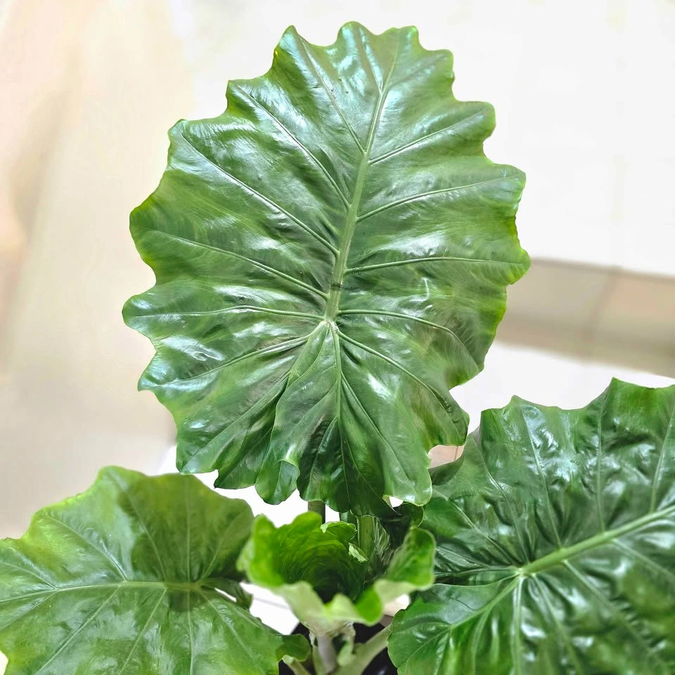 Alocasia (Elephant Ear Plant) 3ft with Planter - photo 3