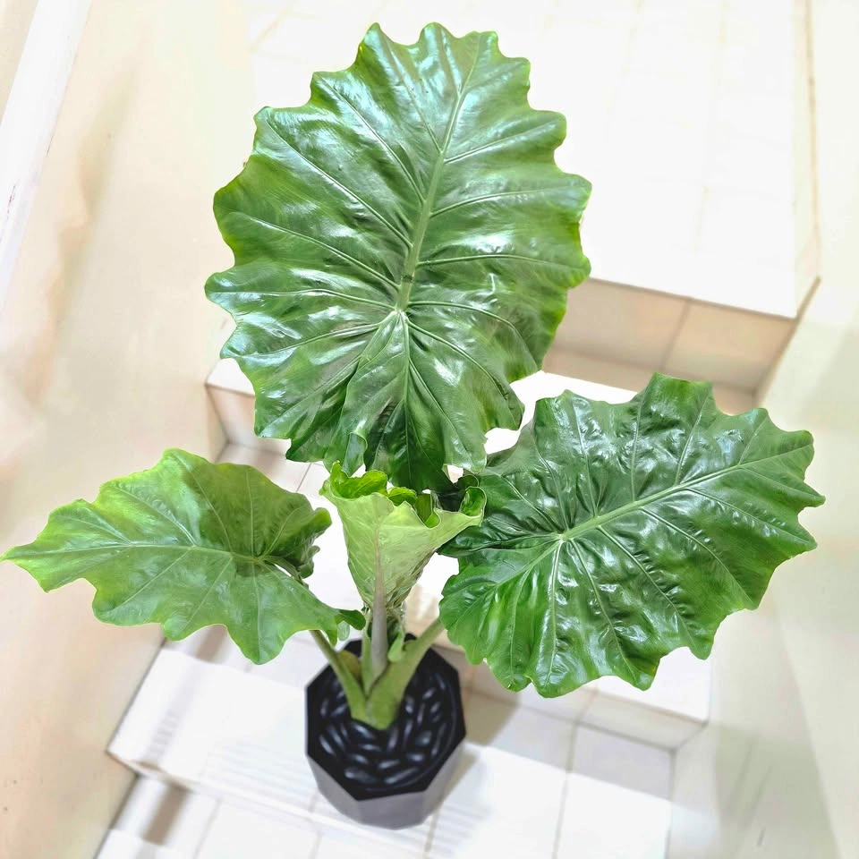 Alocasia (Elephant Ear Plant) 3ft with Planter - photo 4