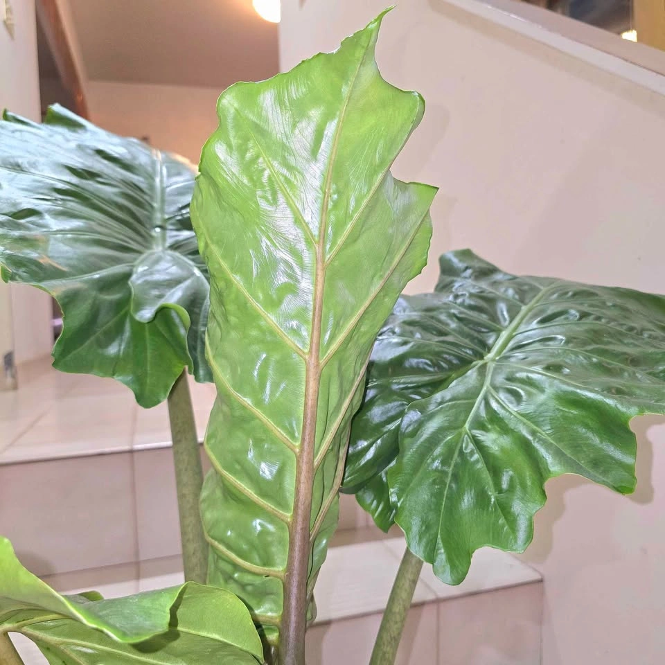 Alocasia (Elephant Ear Plant) 3ft with Planter - photo 5