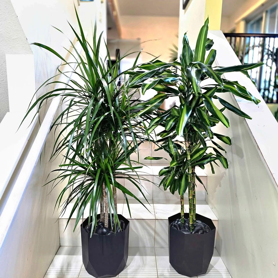 Dracaena Set (Cintho + Marginata) 3.5' Real Indoor Plants
