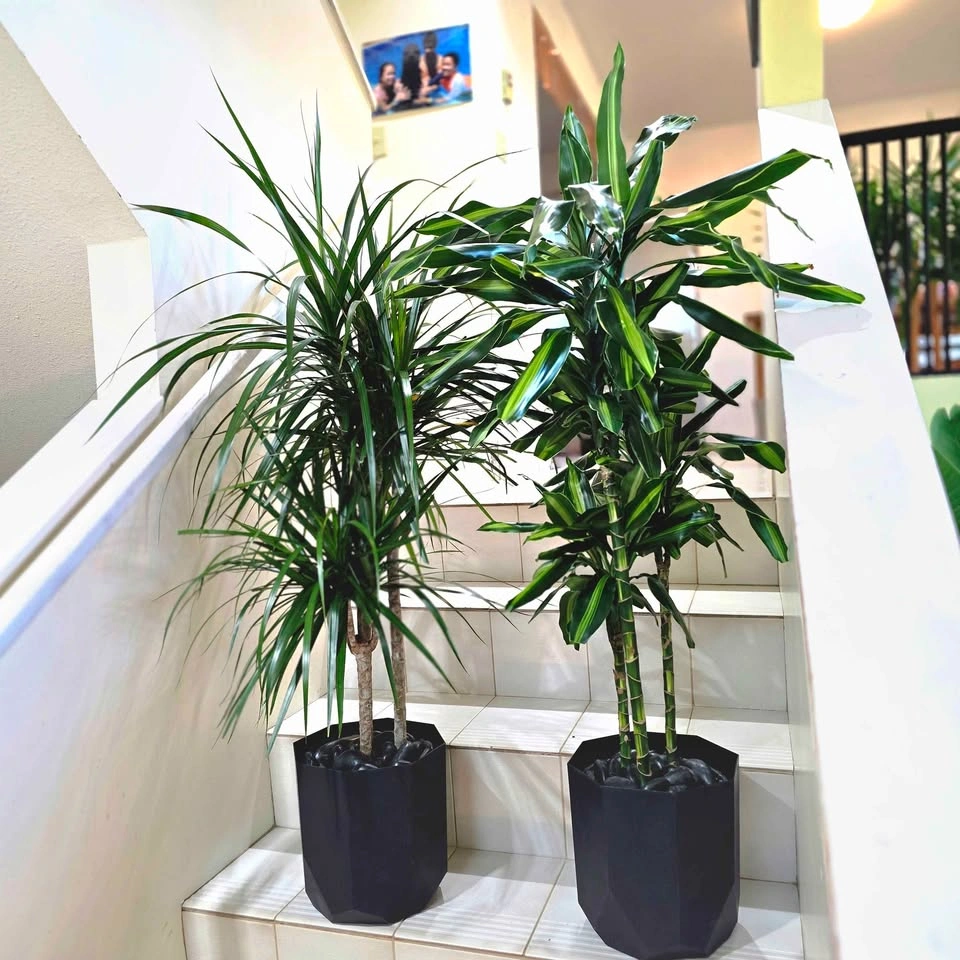 Dracaena Set (Cintho + Marginata) 3.5' Real Indoor Plants - photo 2