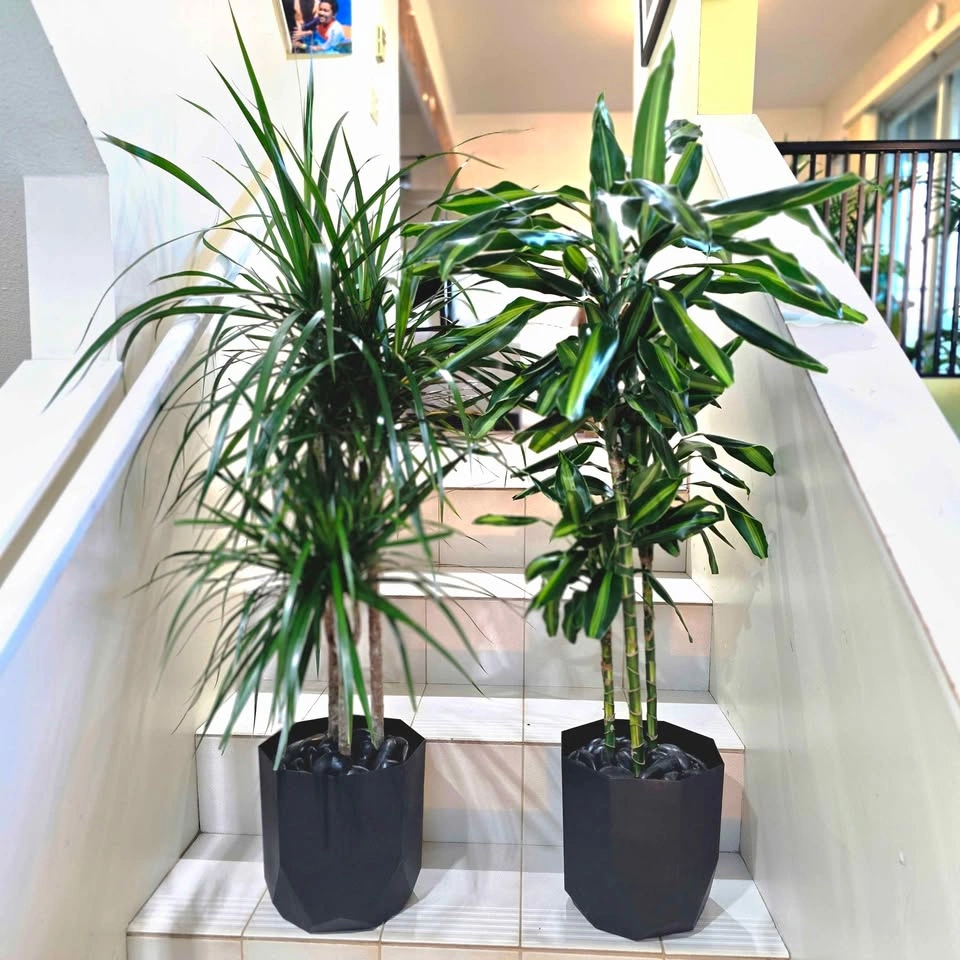 Dracaena Set (Cintho + Marginata) 3.5' Real Indoor Plants - photo 3