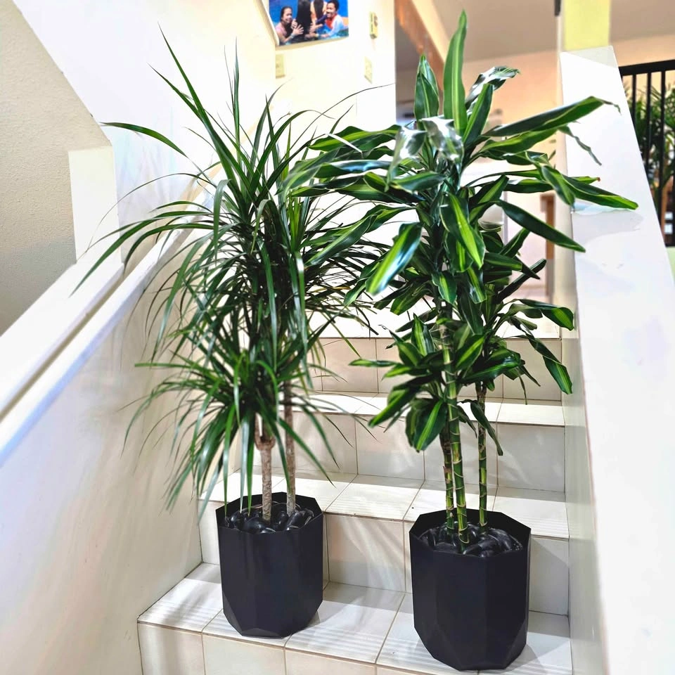 Dracaena Set (Cintho + Marginata) 3.5' Real Indoor Plants - photo 4