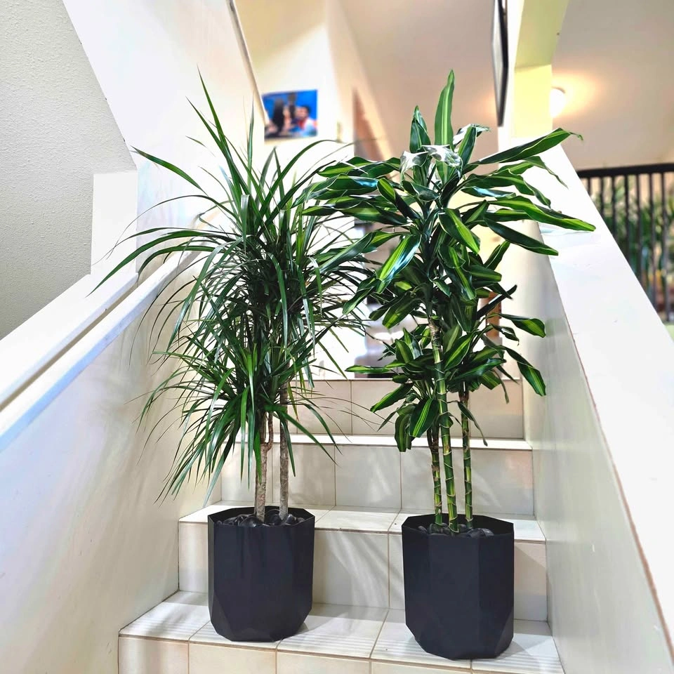 Dracaena Set (Cintho + Marginata) 3.5' Real Indoor Plants - photo 5
