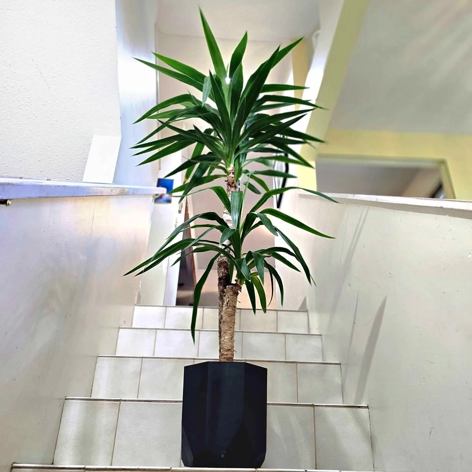 Yucca Cane | 5ft | Real Indoor Plant in Decorative Planter