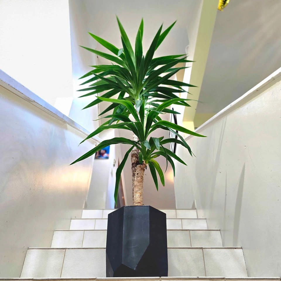 Yucca Cane | 5ft | Real Indoor Plant in Decorative Planter - photo 2