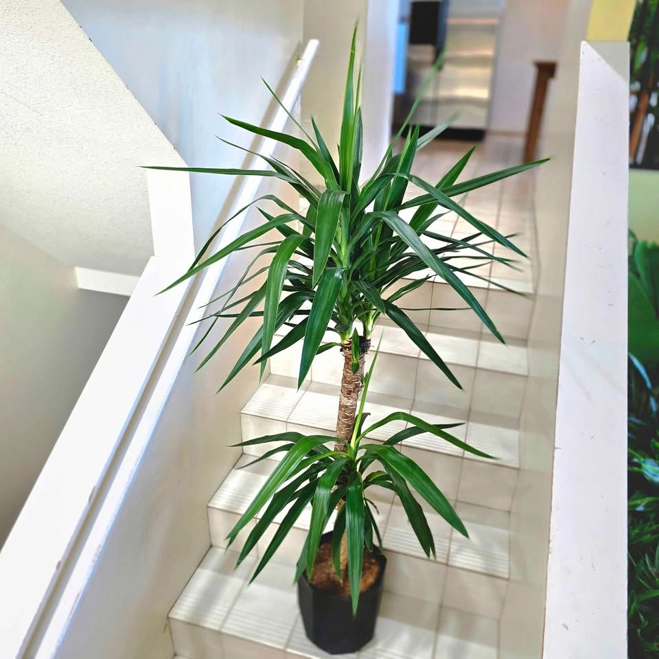 Yucca Cane | 5ft | Real Indoor Plant in Decorative Planter - photo 3