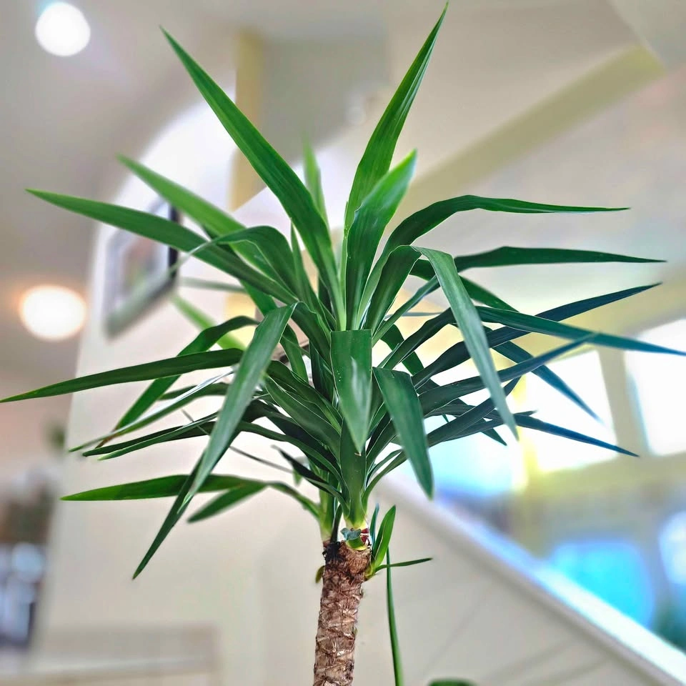 Yucca Cane | 5ft | Real Indoor Plant in Decorative Planter - photo 4