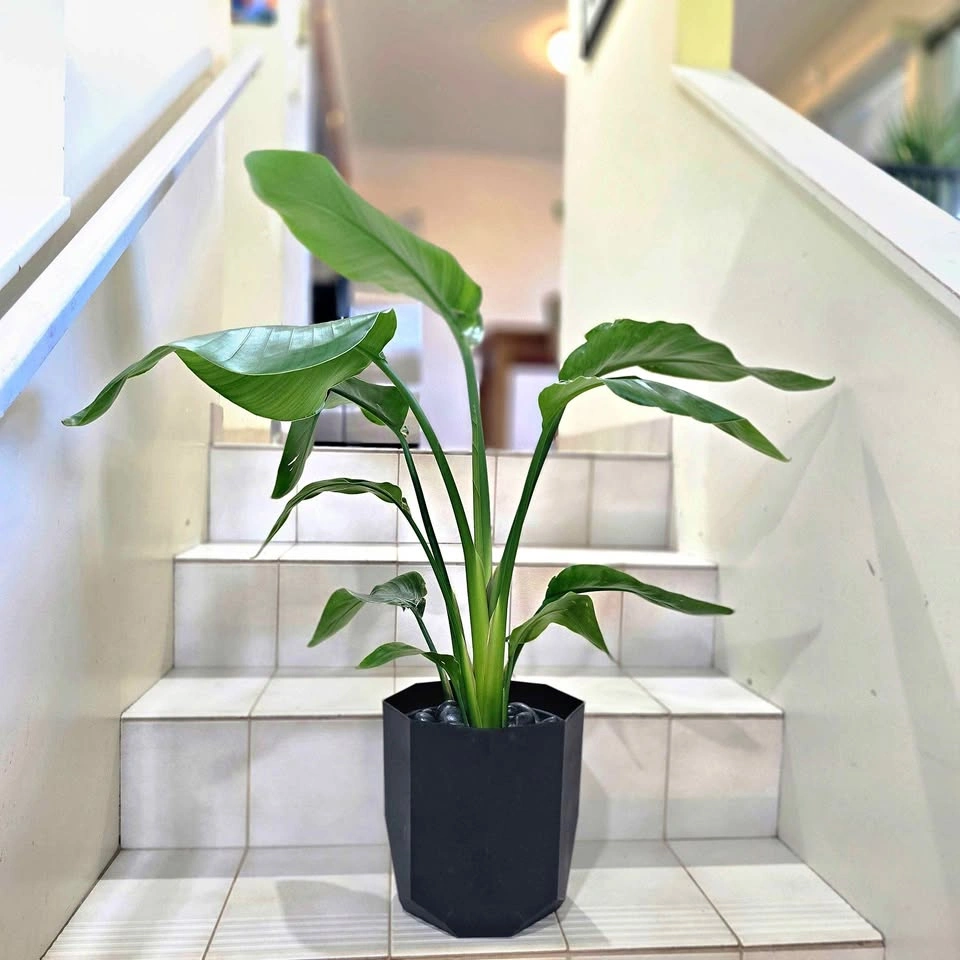 Bird of Paradise 2ft Real Indoor Plant with Decorative Planter