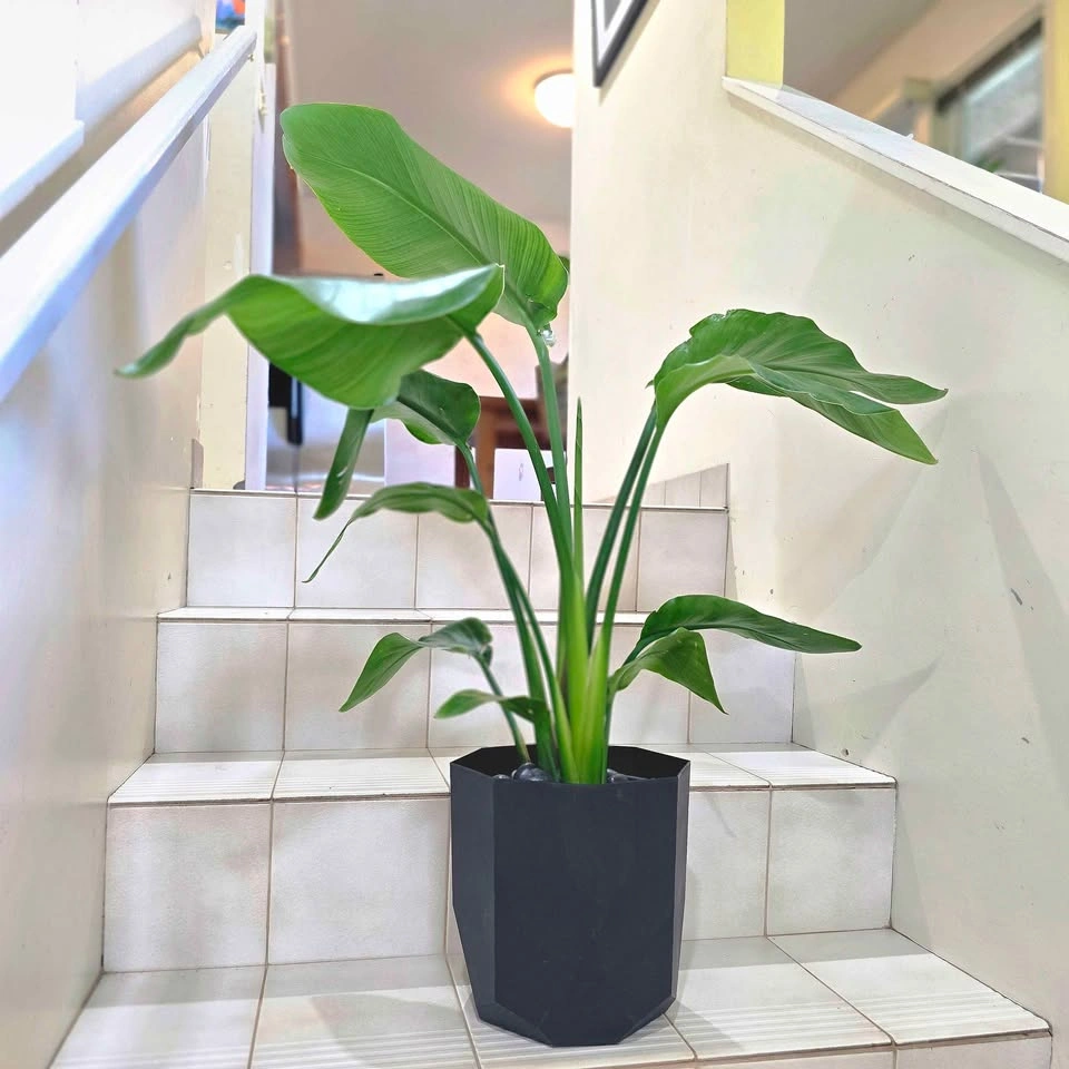 Bird of Paradise 2ft Real Indoor Plant with Decorative Planter - photo 2