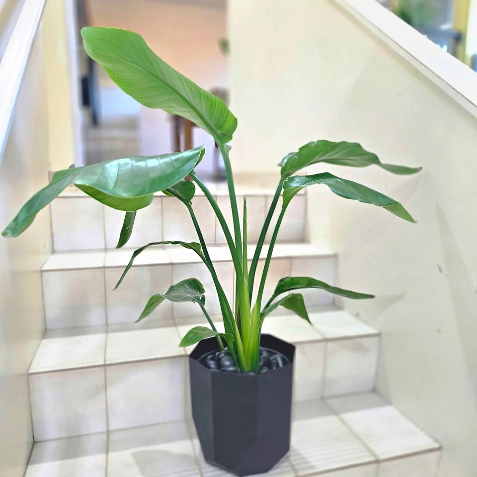 Bird of Paradise 2ft Real Indoor Plant with Decorative Planter - photo 3