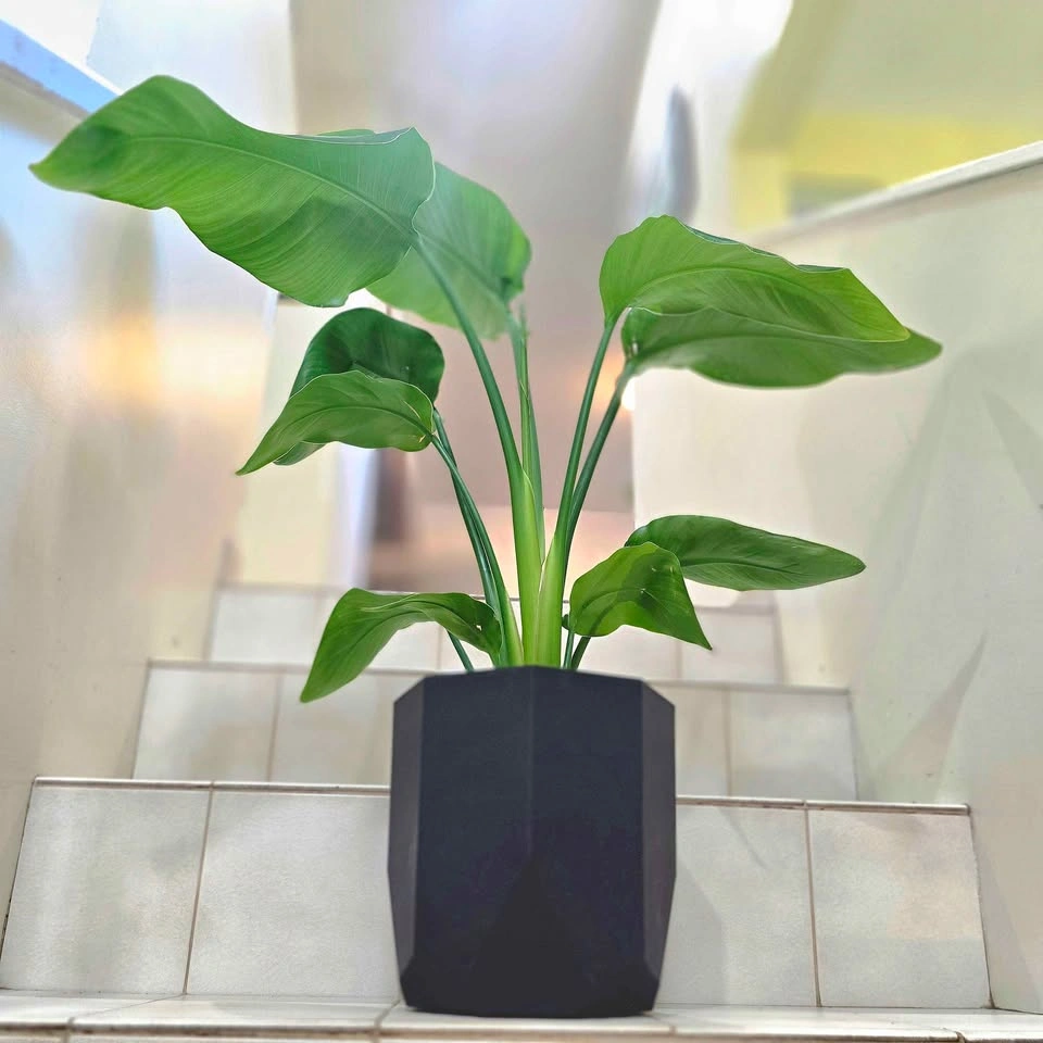 Bird of Paradise 2ft Real Indoor Plant with Decorative Planter - photo 4