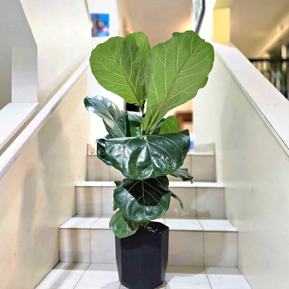 Fiddle Leaf Fig Tree (Ficus Lyrata) with Waterproof Planter
