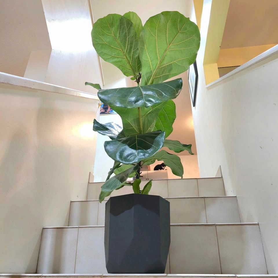 Fiddle Leaf Fig Tree (Ficus Lyrata) with Waterproof Planter - photo 2