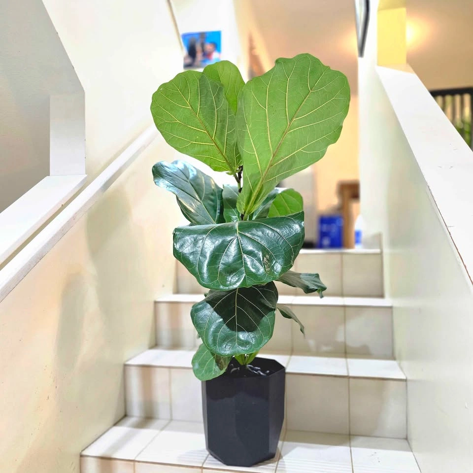 Fiddle Leaf Fig Tree (Ficus Lyrata) with Waterproof Planter - photo 3