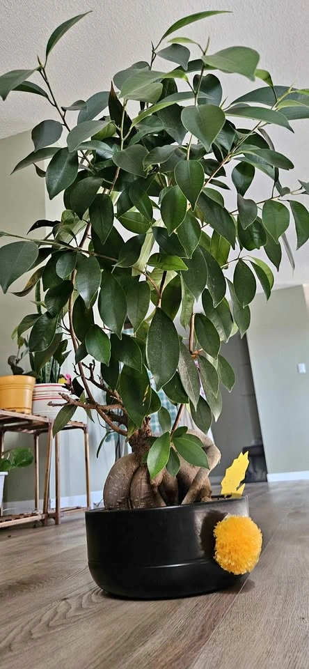 Ficus Ginseng Bonsai Tree