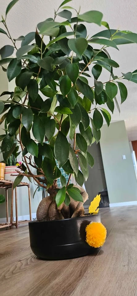 Ficus Ginseng Bonsai Tree - photo 2