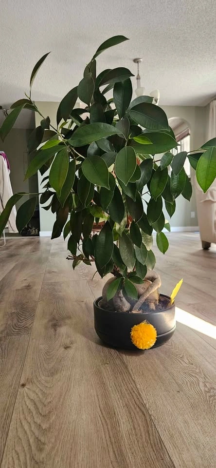 Ficus Ginseng Bonsai Tree - photo 3