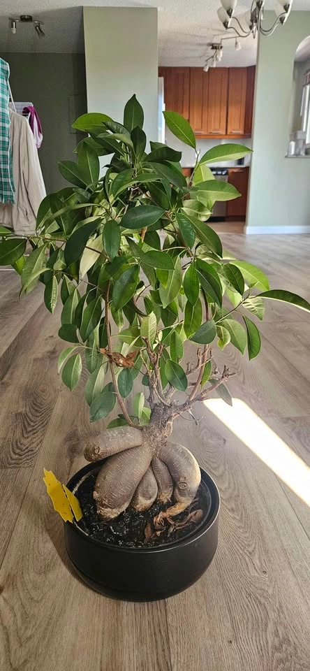 Ficus Ginseng Bonsai Tree - photo 4