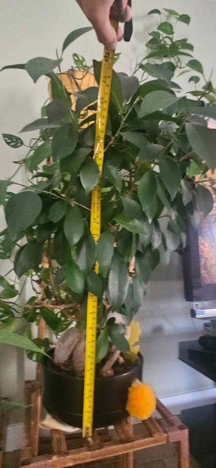 Ficus Ginseng Bonsai Tree - photo 5