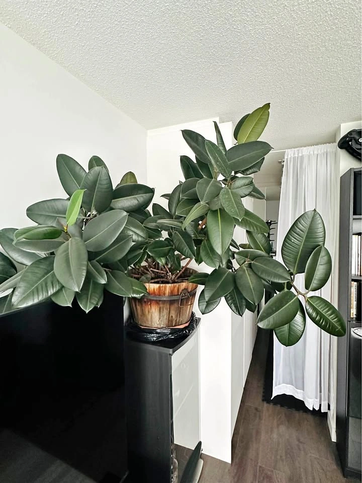 2 Large Healthy Rubber Plants (Ficus Elastica) 🌿
