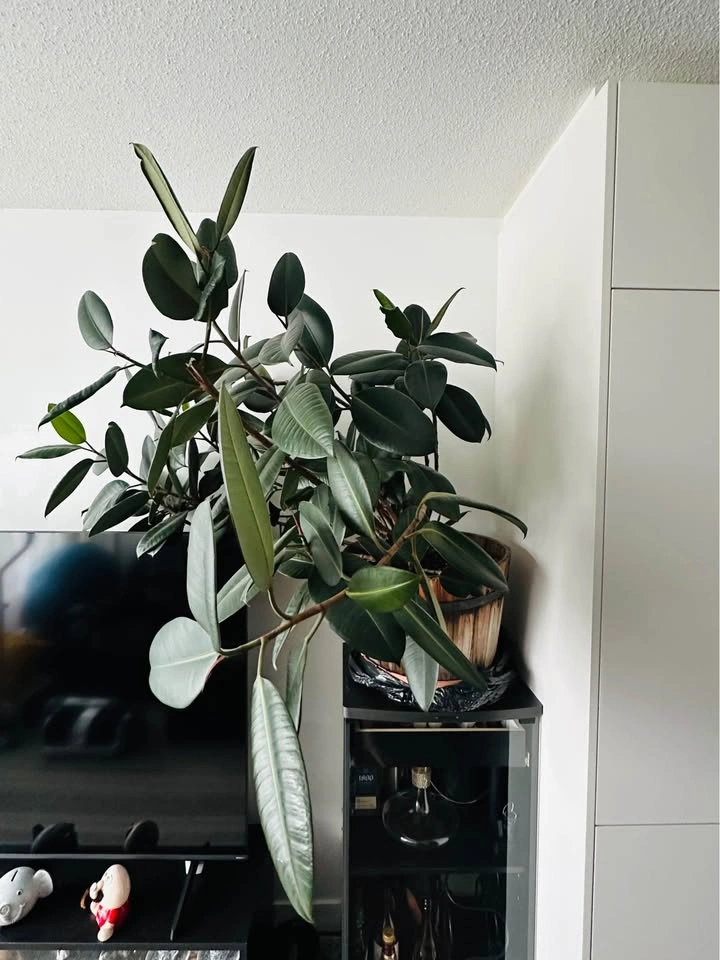 2 Large Healthy Rubber Plants (Ficus Elastica) 🌿 - photo 2
