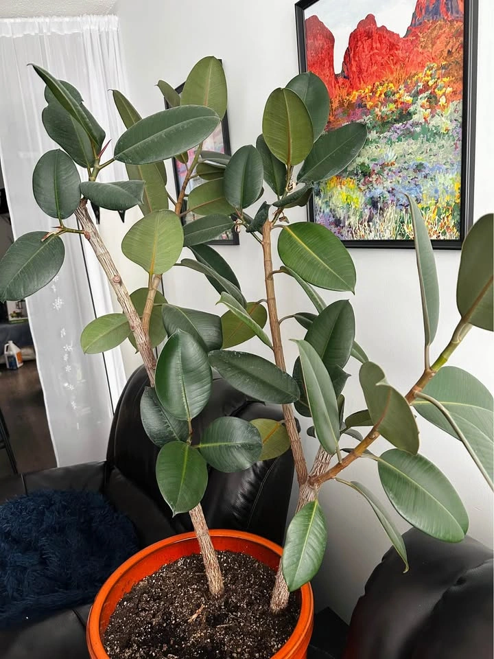 2 Large Healthy Rubber Plants (Ficus Elastica) 🌿 - photo 3