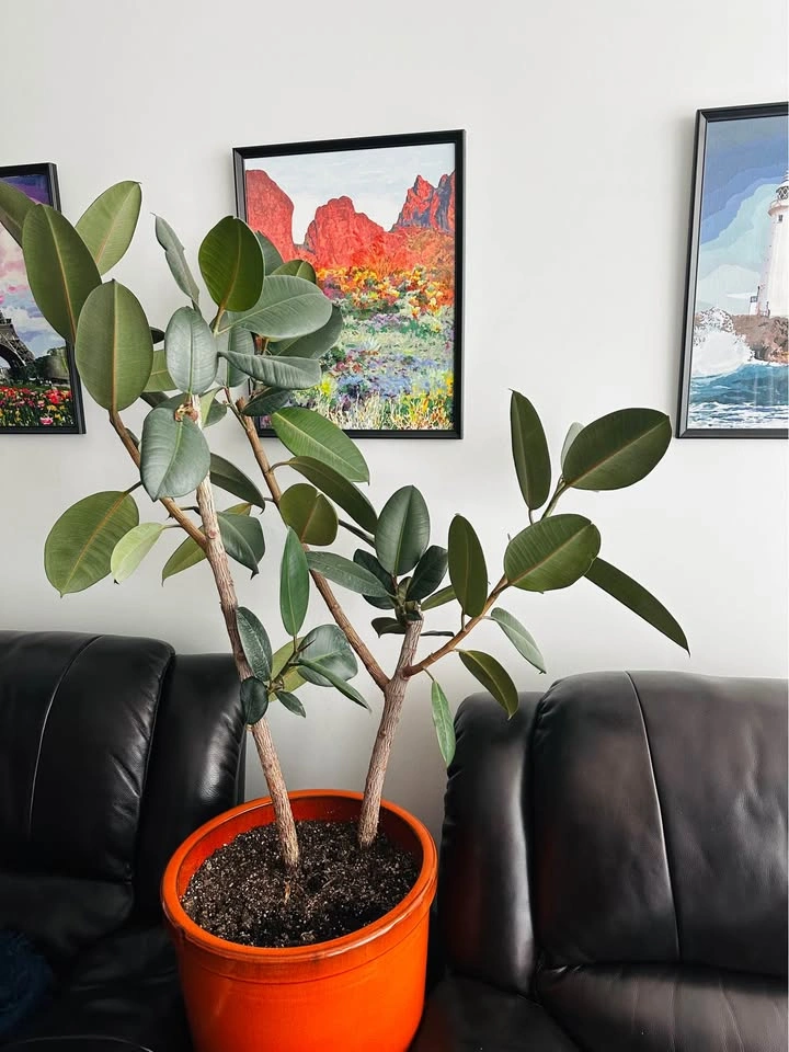 2 Large Healthy Rubber Plants (Ficus Elastica) 🌿 - photo 4