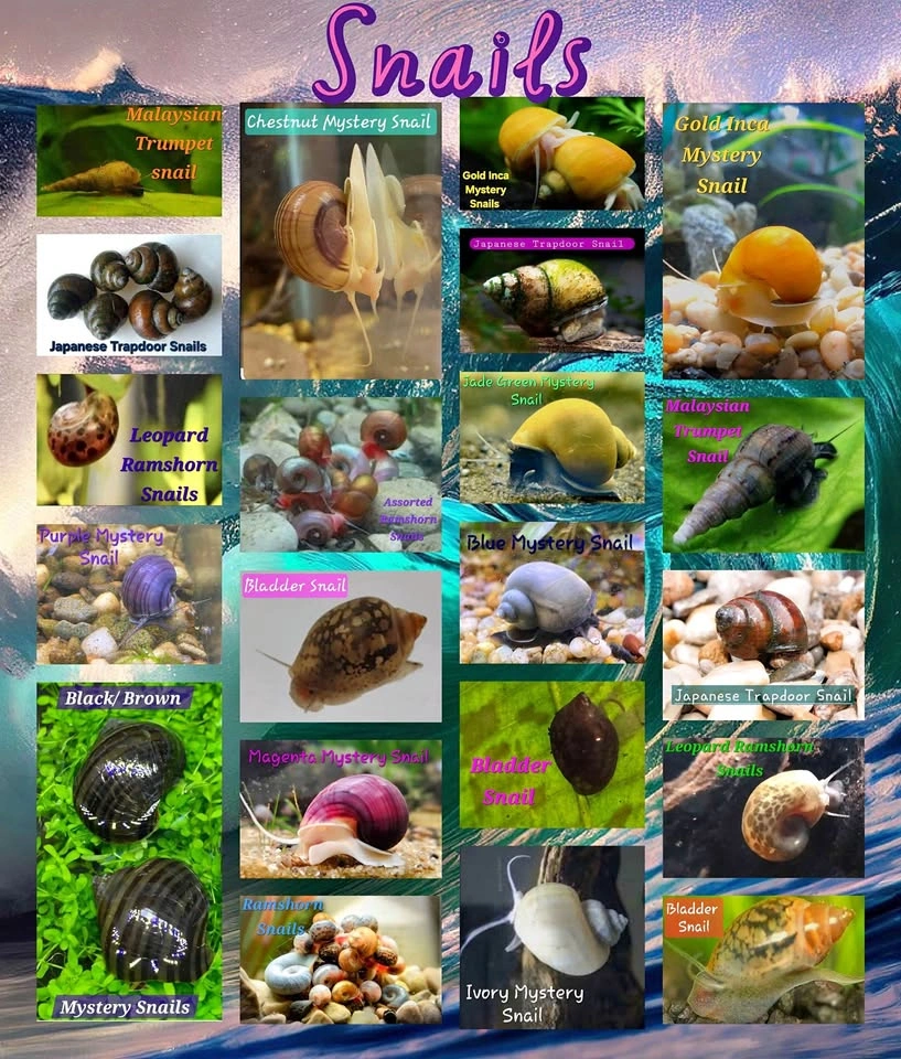 Fake Aquarium 🐌 Snail Decorations