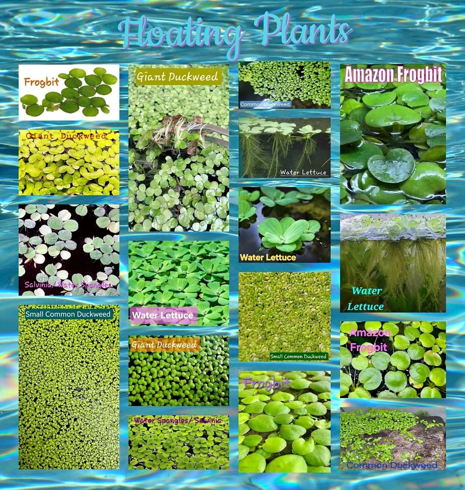 Aquarium Tank or Pond Plants & Other Items