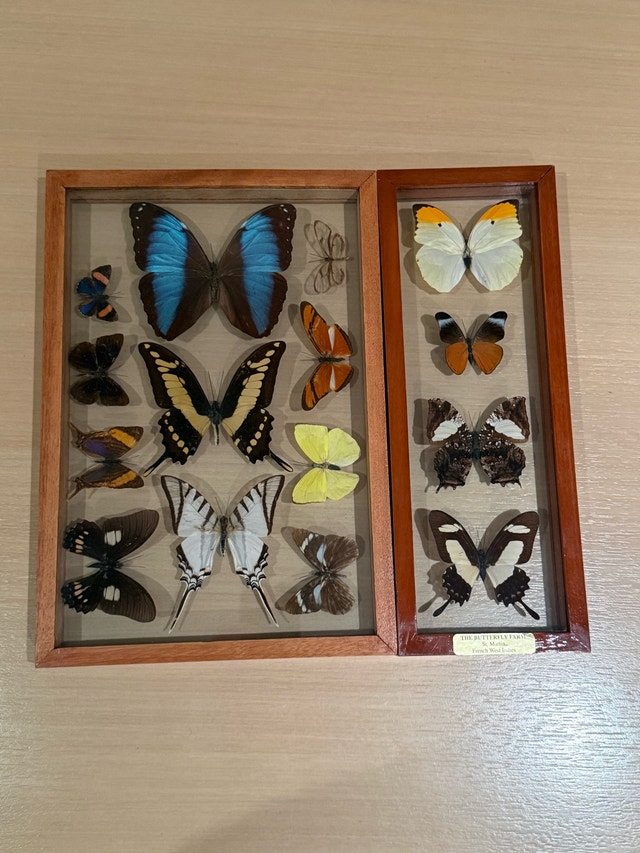 Butterfly Farm Framed Display