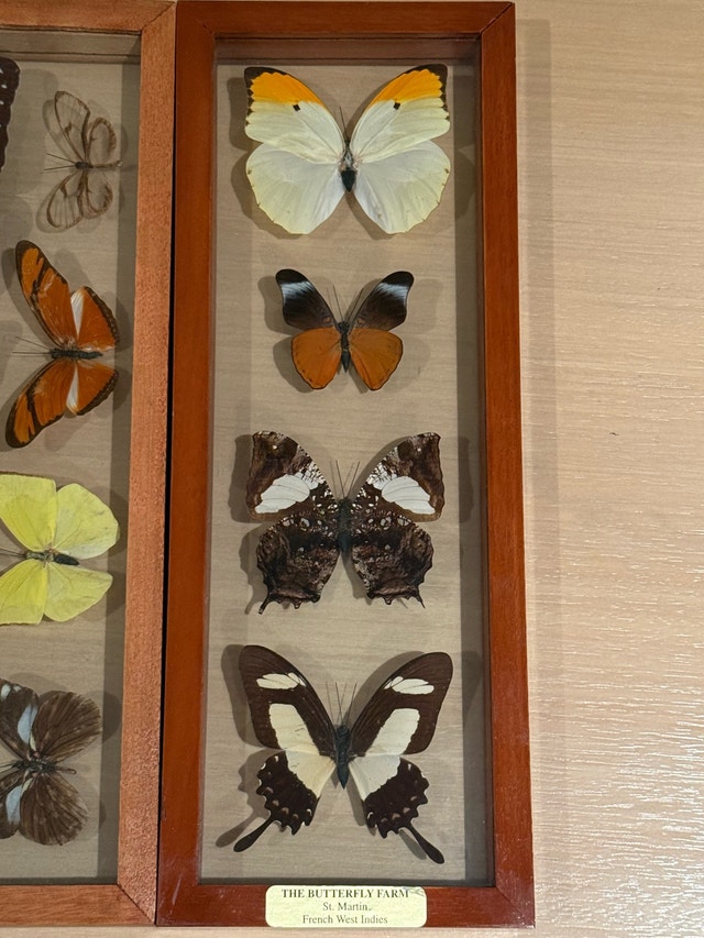Butterfly Farm Framed Display - photo 2