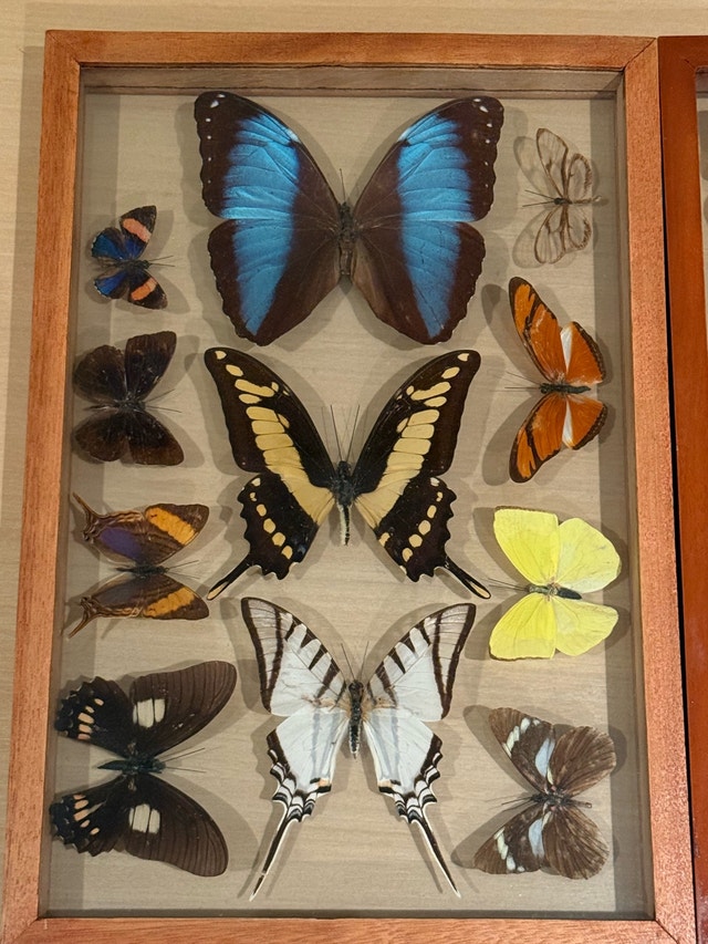 Butterfly Farm Framed Display - photo 3