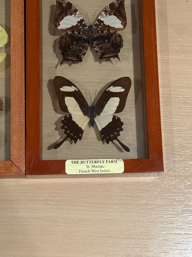 Butterfly Farm Framed Display - photo 4