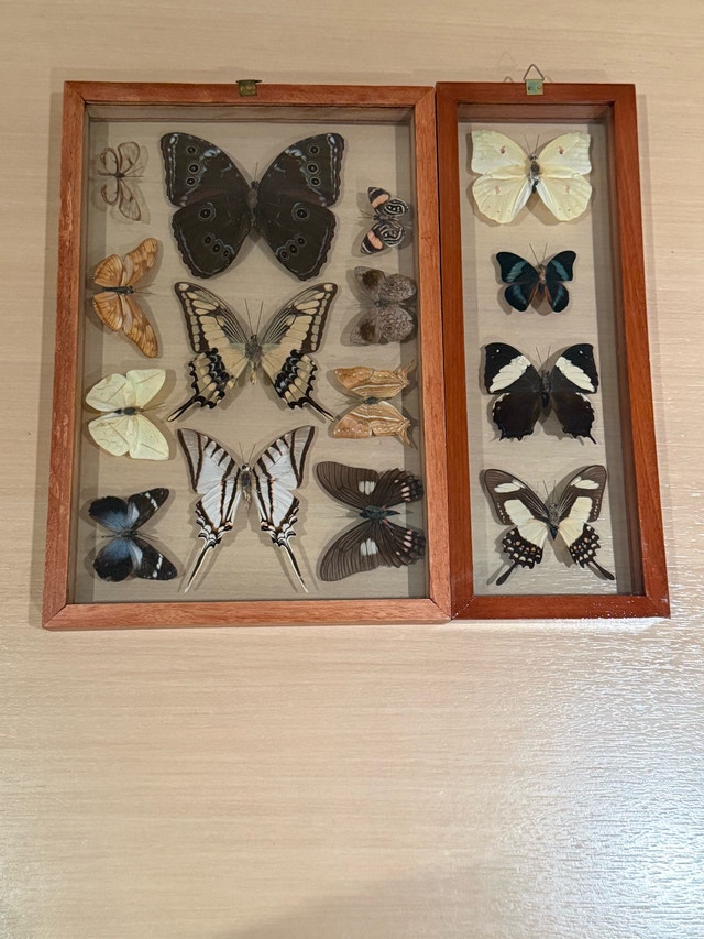 Butterfly Farm Framed Display - photo 5