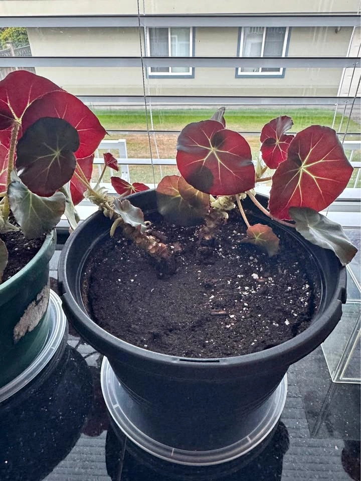 Healthy House Plant #1