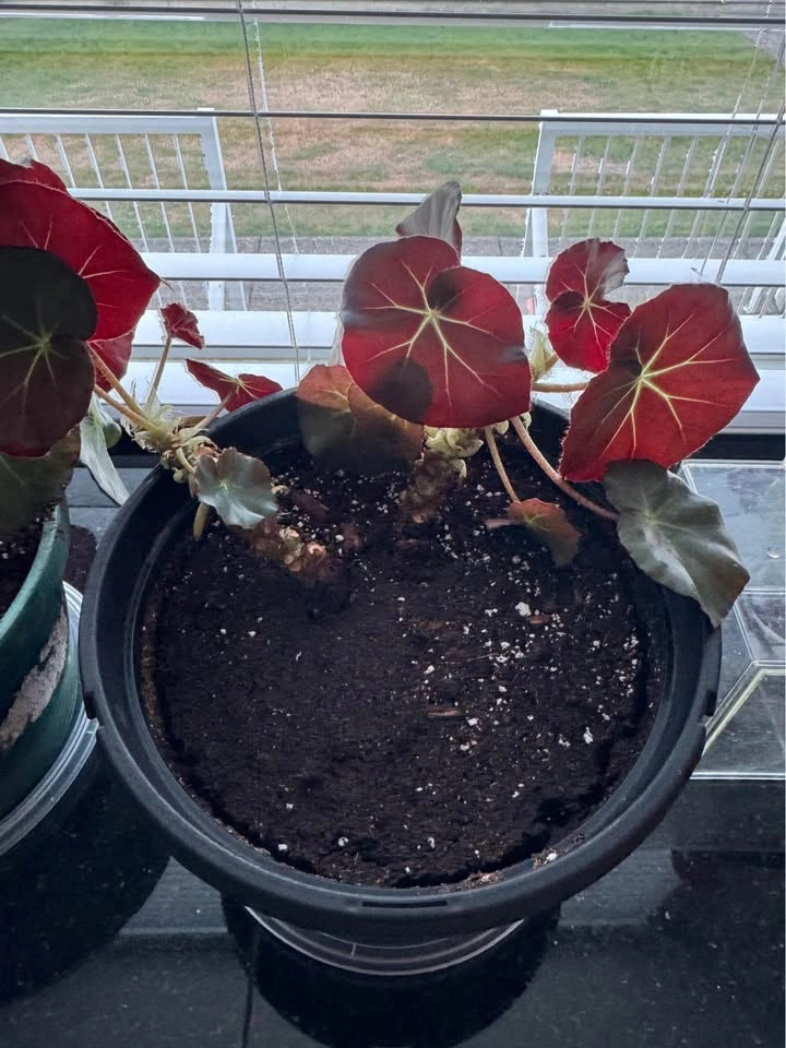 Healthy House Plant #1 - photo 2