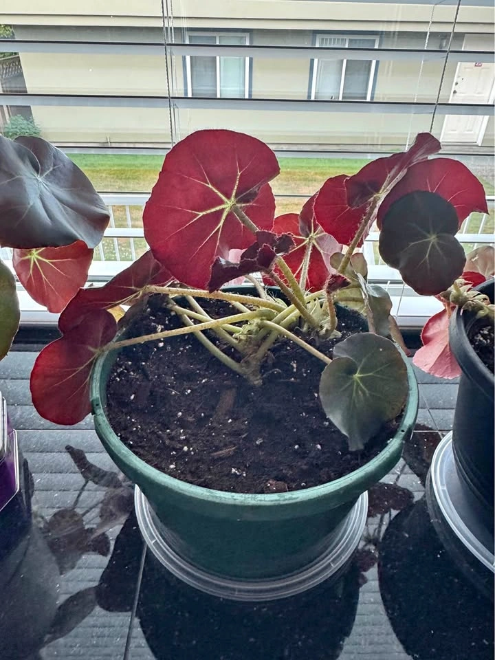 Healthy House Plant #2