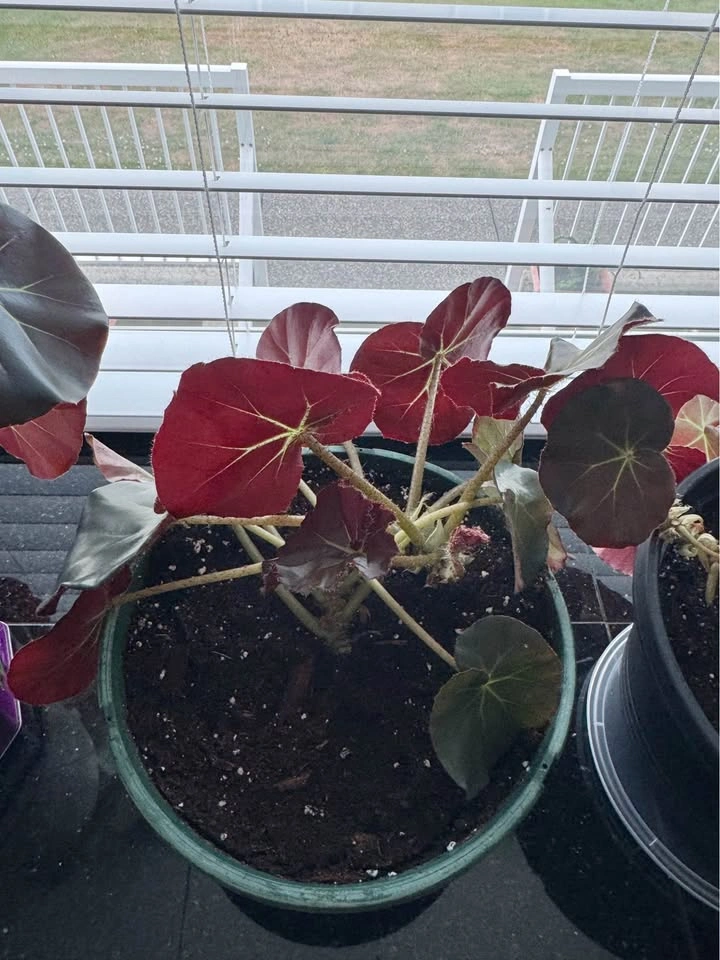 Healthy House Plant #2 - photo 2