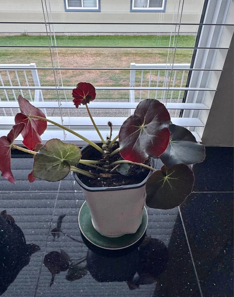 Healthy House Plant #3