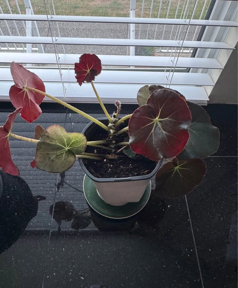 Healthy House Plant #3 - photo 2