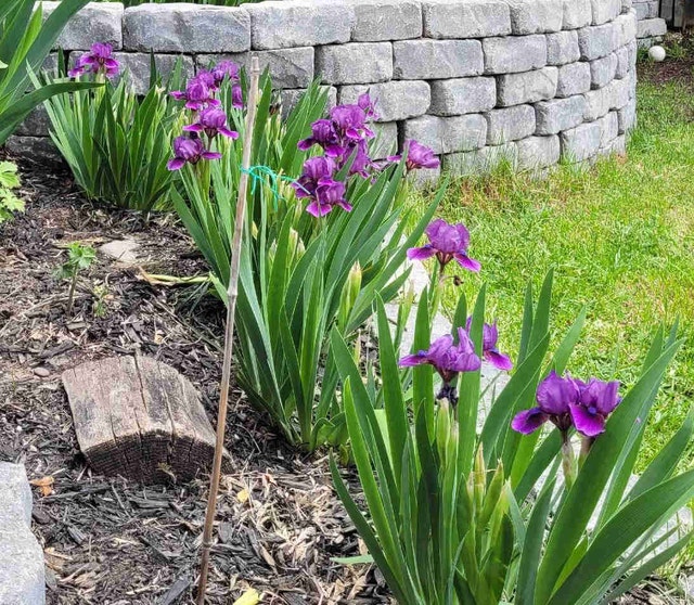 Mini purple Iris
