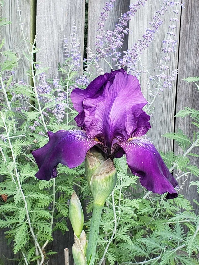 Tall purple Iris