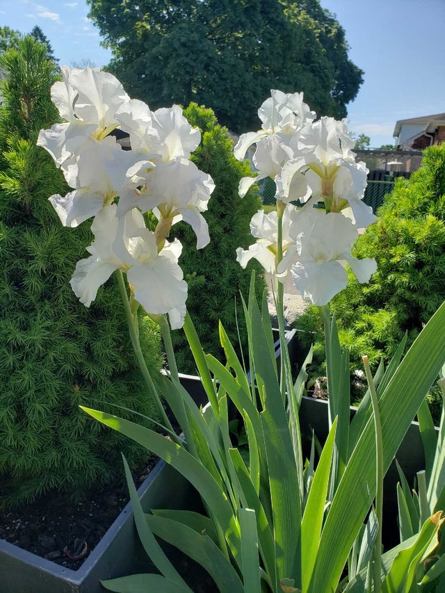 White Iris Immortality - only available until July 3