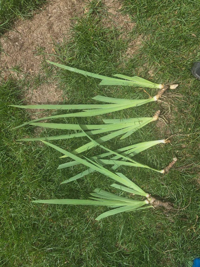 White Iris Immortality - only available until July 3 - photo 2