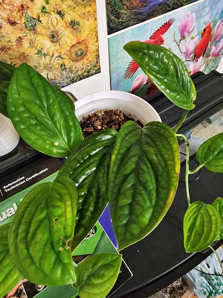 Monstera Peru plant